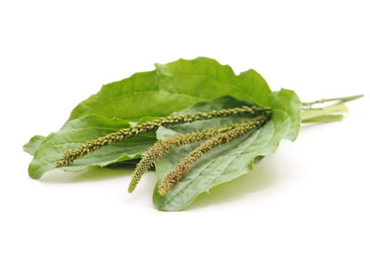 Organic Psyllium Husk Powder, 10 Pounds — Non-Gmo, Kosher, Raw, Vegan — by